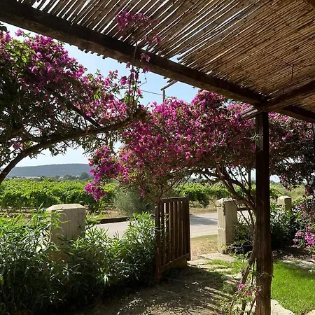 Juniperus Porto Pino