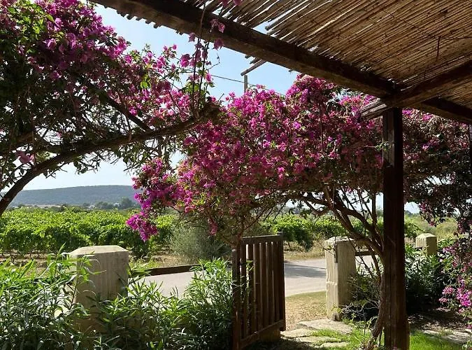 Juniperus Porto Pino
